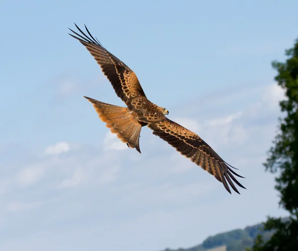 Um buzzard de pernas compridas — Fotografia de Stock