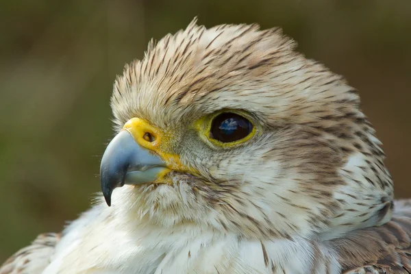 Eine Nahaufnahme eines Falken — Stockfoto