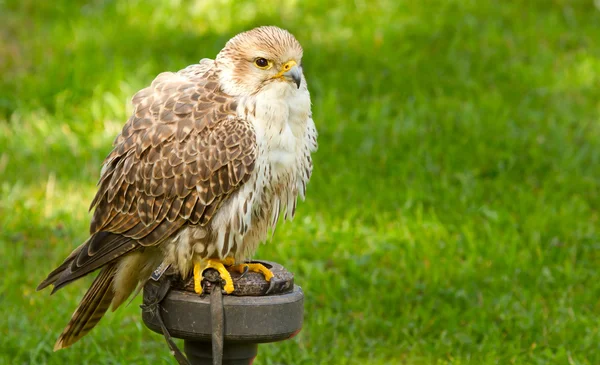 A falcon in captivity — Stock Photo, Image