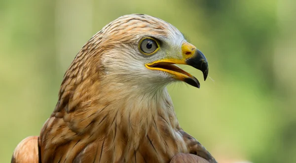 En långbent buzzard — Stockfoto