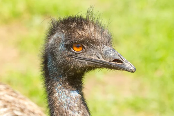 Um close-up de um emu — Fotografia de Stock