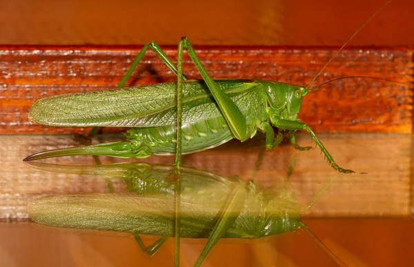 A grasshopper — Stock Photo, Image