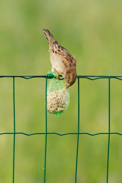Um pardal está comendo — Fotografia de Stock