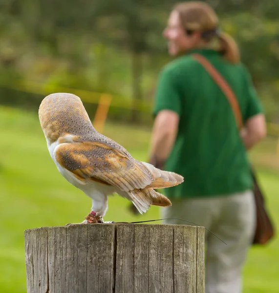 An owl in captivity — Stock Photo, Image