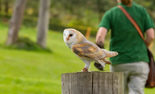 An owl in captivity — Stock Photo, Image