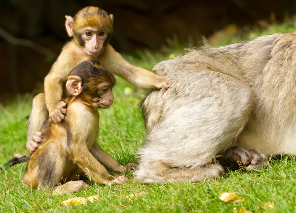 Iki genç maymunlar — Stok fotoğraf