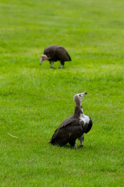 Two hooded vultures — Stock Photo, Image