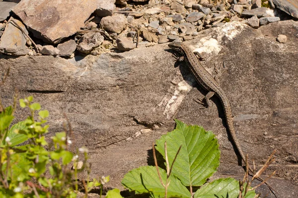 Um lagarto numa rocha — Fotografia de Stock