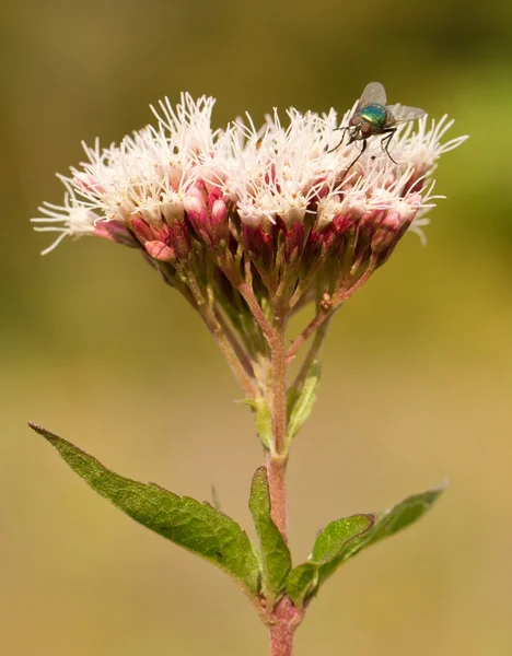 A fly on a pink flower — Stock Photo, Image