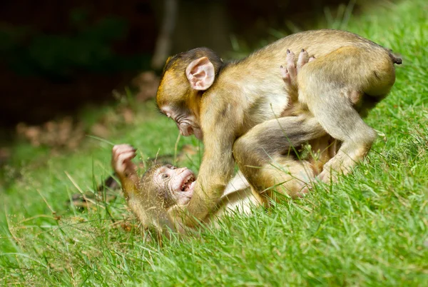 Due giovani scimmie che combattono — Foto Stock