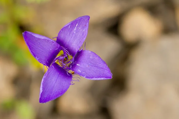 Uma flor florescente — Fotografia de Stock
