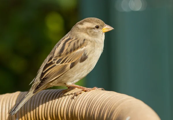 Sparrow em uma cadeira — Fotografia de Stock
