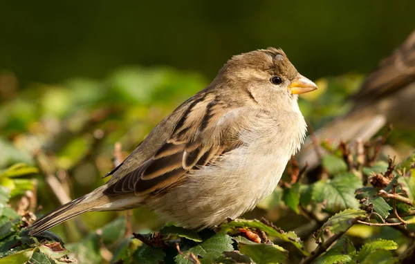 Sparrow with tick — Stock Photo, Image