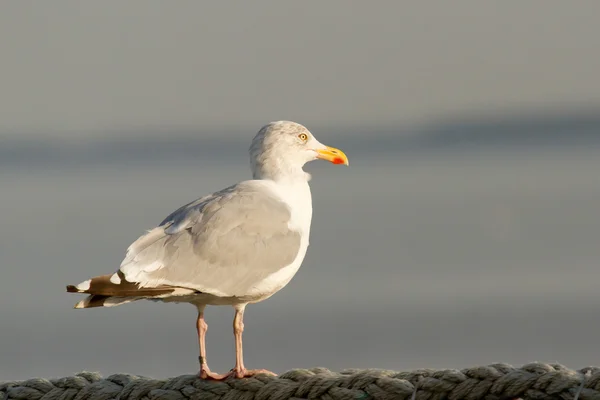 Seagull on the watch — Stock Photo, Image