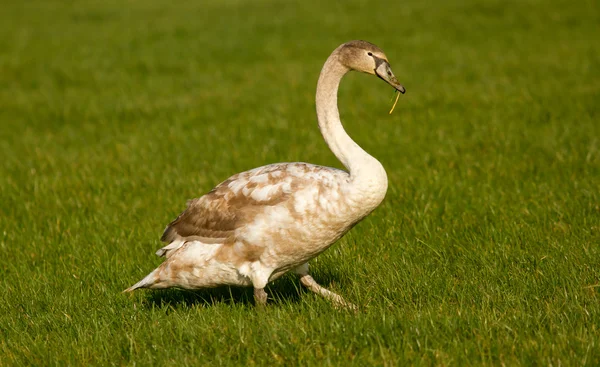 Um cisne jovem — Fotografia de Stock