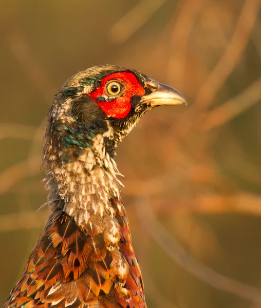 A pheasant — Stock Photo, Image