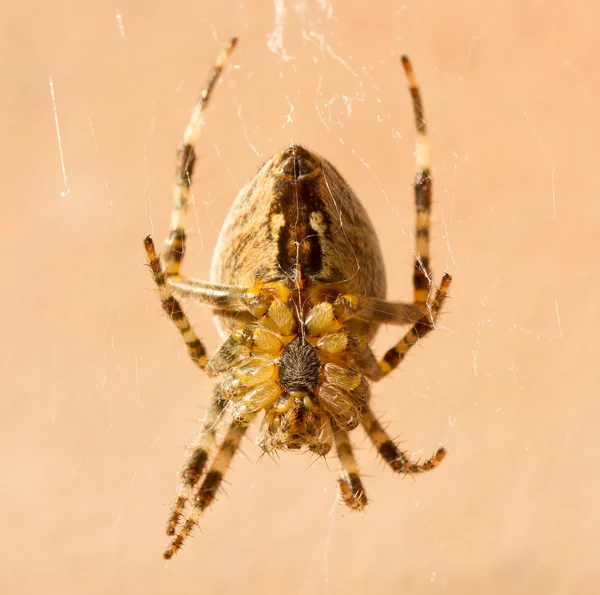 En tværgående edderkop - Stock-foto