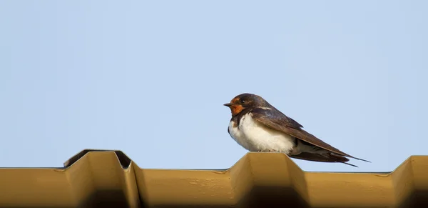 Een jonge swallow — Stockfoto