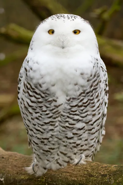 Снежная сова — стоковое фото