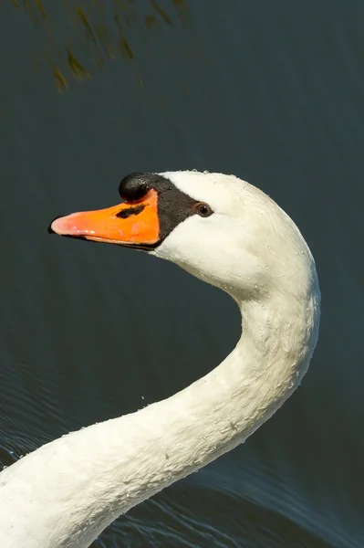 A swan — Stock Photo, Image
