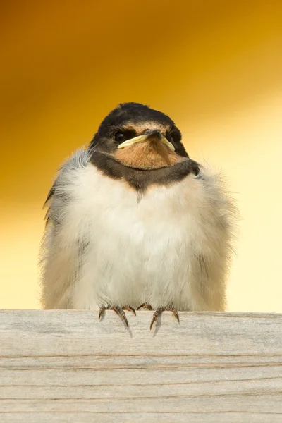 A young swallow — Stock Photo, Image