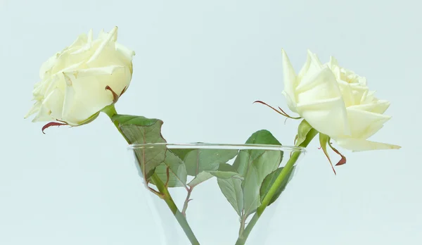Δύο άσπρα τριαντάφυλλα — Φωτογραφία Αρχείου