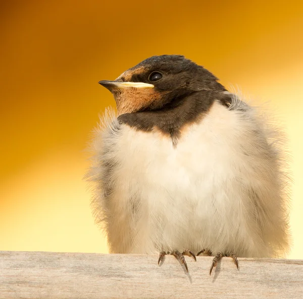 Een jonge swallow — Stok fotoğraf