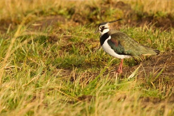 A lapwing in a field — Stock Photo, Image