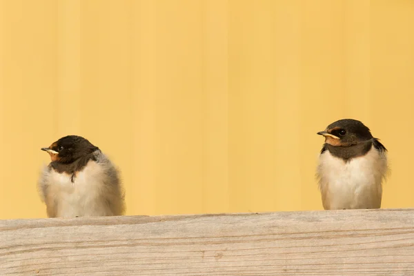 Two young swallows — Stock Photo, Image