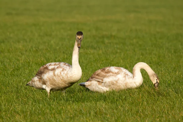 Dos cisnes jóvenes — Foto de Stock