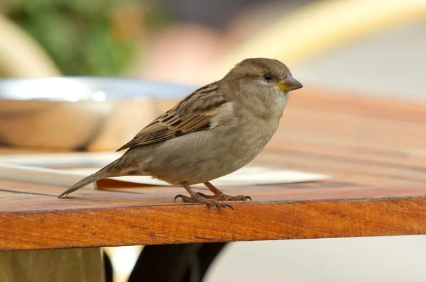 Sparrow on a table — Stock Photo, Image
