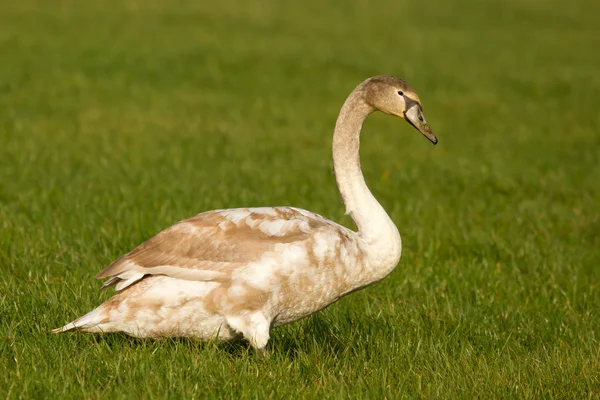 Un cisne joven — Foto de Stock