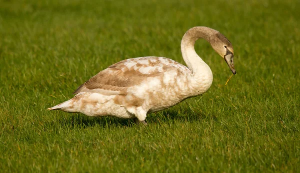 A young swan — Stock Photo, Image