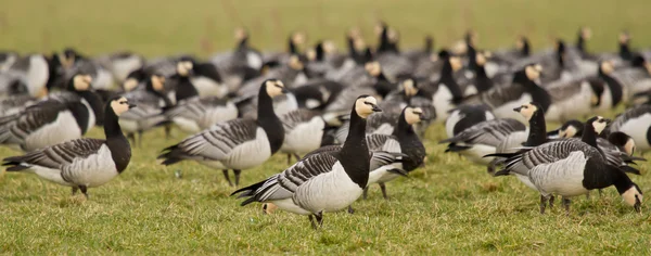 En grupp av barnacle gäss — Stockfoto