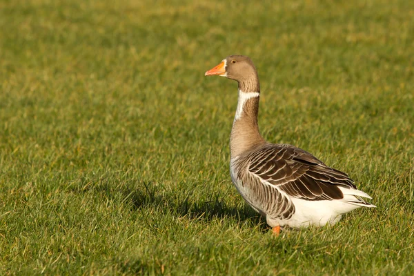 A goose — Stock Photo, Image