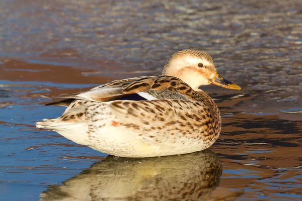 A wild duck — Stock Photo, Image