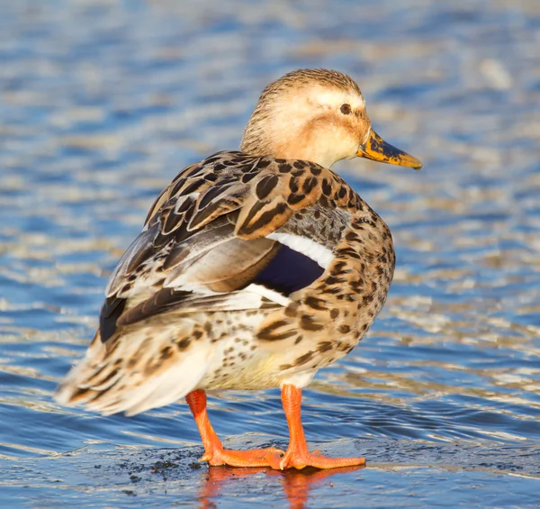 Vahşi bir ördek — Stok fotoğraf