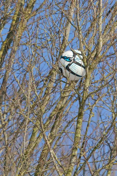 Un balón en un árbol —  Fotos de Stock