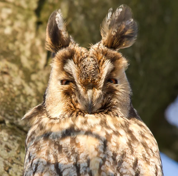 A sleeping long-eared owl — Stock Photo, Image