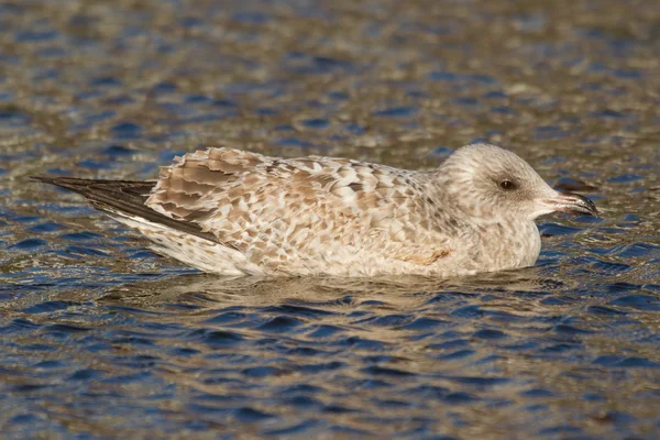 A seagull in the water — Stock Photo, Image