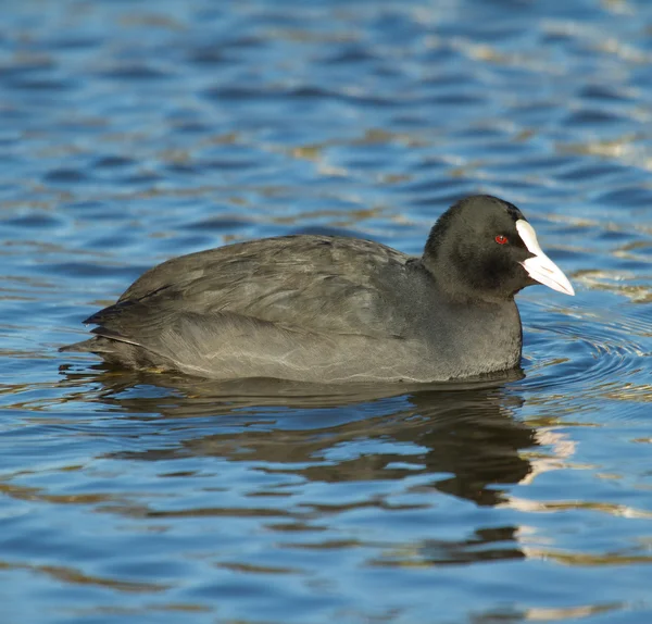 A common coot in the water — Stock Photo, Image
