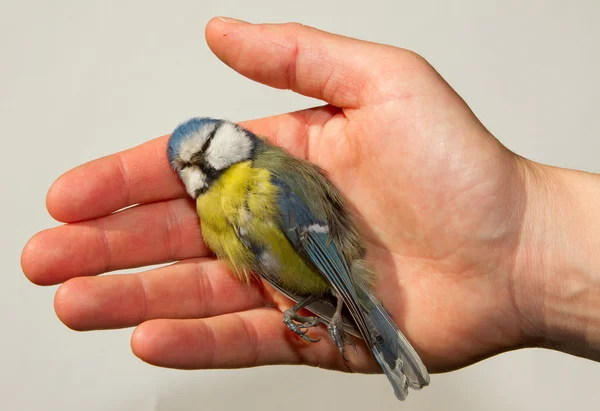 stock image A deceased blue tit