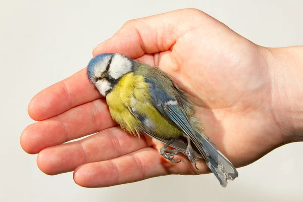 stock image A deceased blue tit