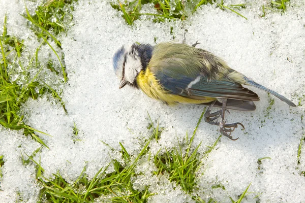 A deceased blue tit — Stock Photo, Image