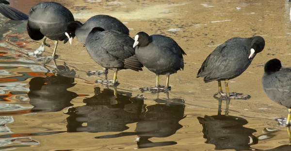 A row common coots — Stock Photo, Image