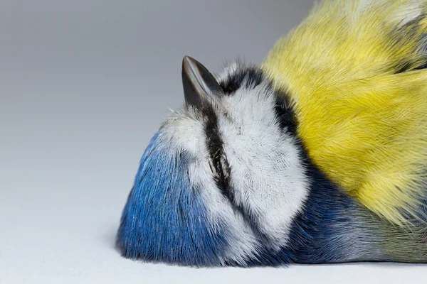 A deceased blue tit — Stock Photo, Image