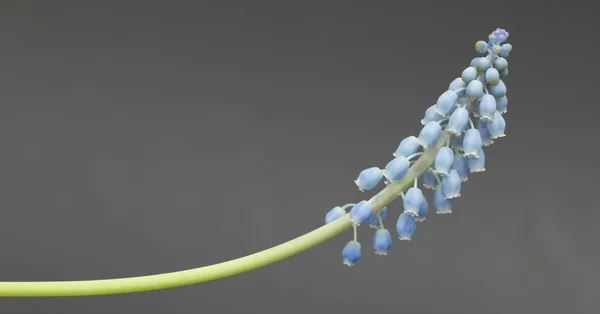 stock image Grape hyacinth with grey background