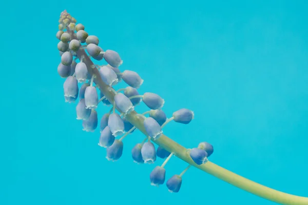 stock image Grape hyacinth with blue background