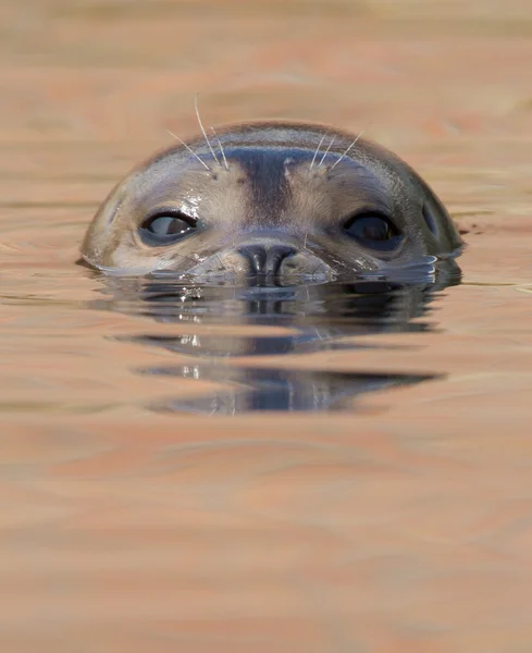 A common seal is swimming — Stock Photo, Image
