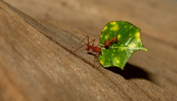 Una hormiga cortadora de hojas — Foto de Stock